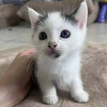 Rescue Domestic Short Hair Cats for Adoption in Coachella, California - Minnie | PetCurious