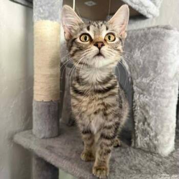 Catherine -  Domestic Short Hair Cat for Adoption in Warr Acres, Oklahoma - Catherine | PetCurious