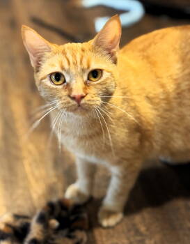 Rescue Domestic Short Hair and Tabby Cats for Adoption in Pompano Beach, Florida - Soleil | PetCurious