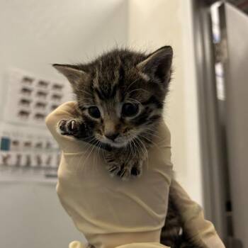 Bones -  Domestic Short Hair Cat for Adoption in Park City, Utah - Bones | PetCurious