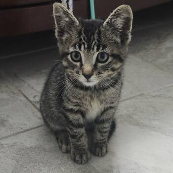 Oscar - Cuddlebug -  Tabby Cat for Adoption in Hamilton, Ontario - Oscar - Cuddlebug | PetCurious