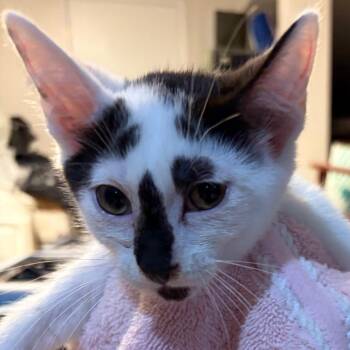 Elmer -  Domestic Short Hair Cat for Adoption in Waldorf, Maryland - Elmer | PetCurious