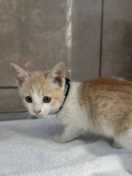 Rescue Domestic Short Hair Cats for Adoption in Farmers Branch, Texas - Cube | PetCurious