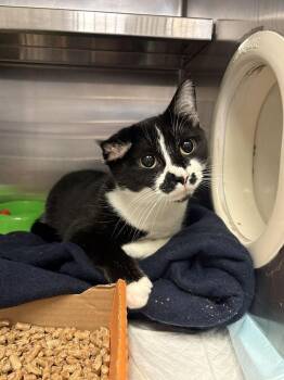 Cauliflower -  Domestic Short Hair Cat for Adoption in Cincinnati, Ohio - Cauliflower | PetCurious