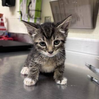 Wither -  Domestic Short Hair Cat for Adoption in Asheville, North Carolina - Wither | PetCurious