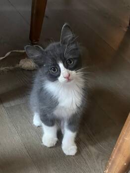 Rescue Domestic Short Hair Cats for Adoption in Oceanside, California - Marvin | PetCurious