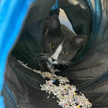 Domestic Short Hair Cats Available for Adoption - Thor | PetCurious