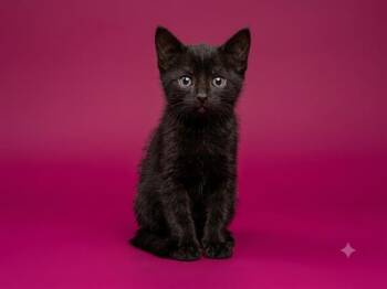 CHOCOLATTE -  Domestic Short Hair Cat for Adoption in Jacksonville, Florida - CHOCOLATTE | PetCurious