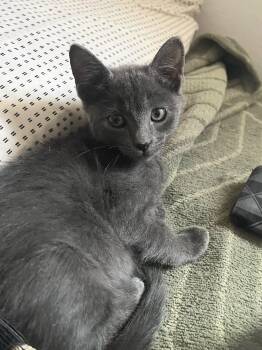 Mariner -  Domestic Short Hair Cat for Adoption in Albuquerque, New Mexico - Mariner | PetCurious