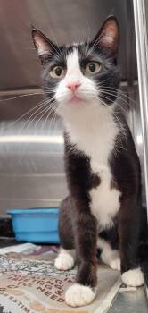 Domestic Short Hair Cats Available for Adoption in Hopkinsville, Kentucky - Missy | PetCurious