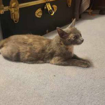 Rescue Domestic Short Hair Cats for Adoption in Jasper, Indiana - Nimbus | PetCurious