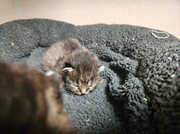 Rescue Domestic Short Hair Cats for Adoption in Morgantown, Kentucky - Cody | PetCurious