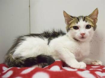 FRANKIE -  Domestic Short Hair Cat for Adoption in Sacramento, California - FRANKIE | PetCurious