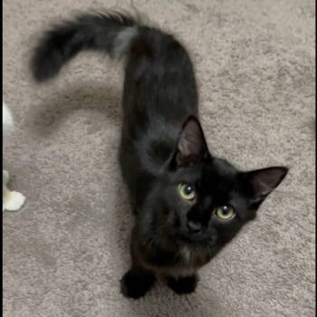 Domestic Long Hair Cats Available for Adoption - Thor | PetCurious