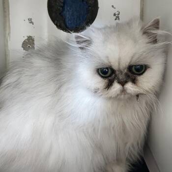 Persian Cats Available for Adoption in Newport, North Carolina - Precious | PetCurious