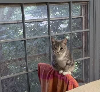 Lacyboo -  Domestic Short Hair Cat for Adoption in Wheaton, Illinois - Lacyboo | PetCurious