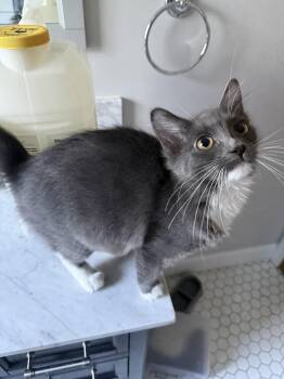Victoria -  Domestic Medium Hair Cat for Adoption in Dublin, Ohio - Victoria | PetCurious