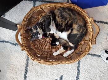 CONFETTI -  Domestic Short Hair Cat for Adoption in Derwood, Maryland - CONFETTI | PetCurious