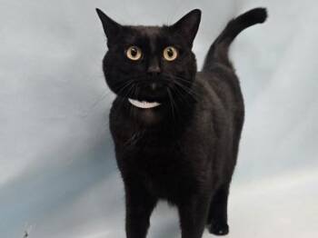 Luna -  Domestic Short Hair Cat for Adoption in Minneapolis, Minnesota - Luna | PetCurious