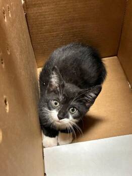 Crunchy Nut -  Domestic Short Hair Cat for Adoption in Cincinnati, Ohio - Crunchy Nut | PetCurious