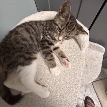 Lori -  Domestic Short Hair Cat for Adoption in Carmel, Indiana - Lori | PetCurious