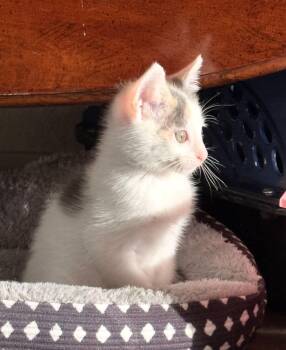 Nina -  Dilute Calico Cat for Adoption in Broken Arrow, Oklahoma - Nina | PetCurious