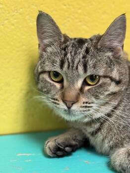 Mischa -  Domestic Short Hair Cat for Adoption in Pottsville, Pennsylvania - Mischa | PetCurious