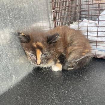 Domestic Short Hair Cats Available for Adoption in San Antonio, Texas - GARNET | PetCurious