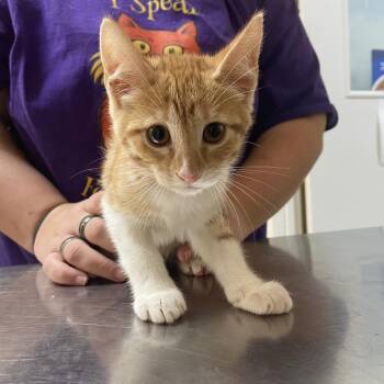 Dennis -  Domestic Short Hair Cat for Adoption in Monroe, Louisiana - Dennis | PetCurious