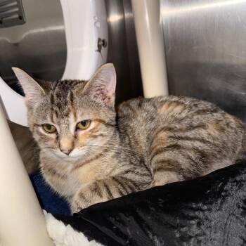 Earth -  Domestic Short Hair Cat for Adoption in Mentor, Ohio - Earth | PetCurious