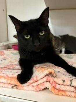 Candyland -  Domestic Short Hair Cat for Adoption in Mason City, Iowa - Candyland | PetCurious