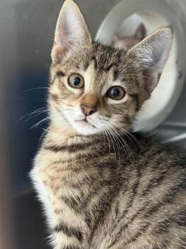 Domestic Short Hair Cats Available for Adoption in Sugar Land, Texas - TORVI | PetCurious