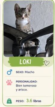 Loki -  Domestic Short Hair Cat for Adoption in Naranjito, Naranjito - Loki | PetCurious