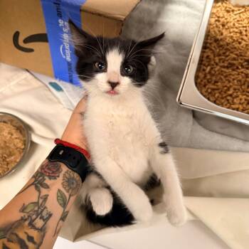 107445 -  Domestic Short Hair Cat Available for Adoption in Las Cruces, New Mexico - 107445 | PetCurious