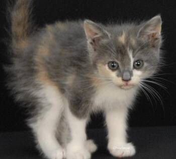 Dolly Rebecca -  Domestic Short Hair and Dilute Tortoiseshell Cat for Adoption in Newland, North Carolina - Dolly Rebecca | PetCurious