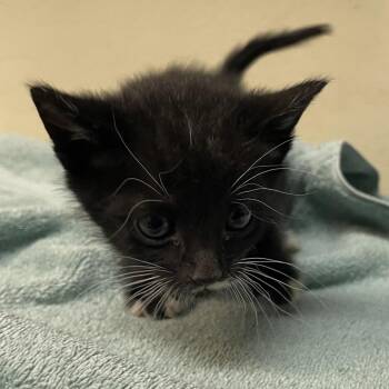 Nigel -  Domestic Short Hair Cat for Adoption in Pasadena, California - Nigel | PetCurious