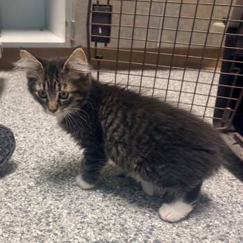 Gummy -  Domestic Medium Hair Cat for Adoption in Cheyenne, Wyoming - Gummy | PetCurious