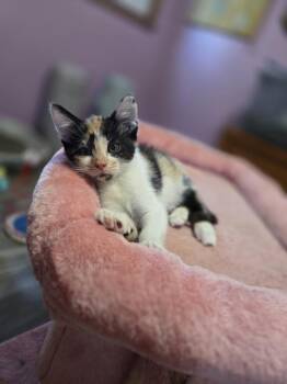 Phoenix -  Domestic Short Hair Cat for Adoption in Union Grove, Wisconsin - Phoenix | PetCurious