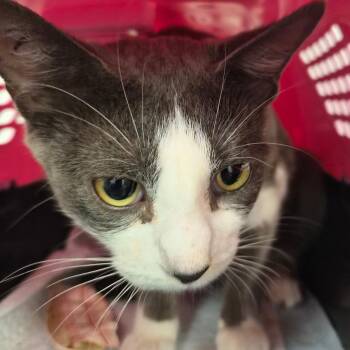 Jess -  Domestic Short Hair Cat for Adoption in Bentonville, Arkansas - Jess | PetCurious