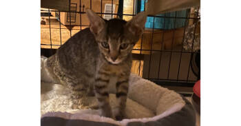 Rescue Domestic Short Hair and Tabby Cats for Adoption in Virginia Beach, Virginia - Dolly | PetCurious