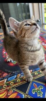 Saddle -  Tabby Cat for Adoption in Orlando, Florida - Saddle | PetCurious