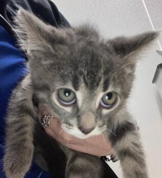 Domestic Short Hair Cats Available for Adoption in Lafayette, Indiana - Amelia | PetCurious