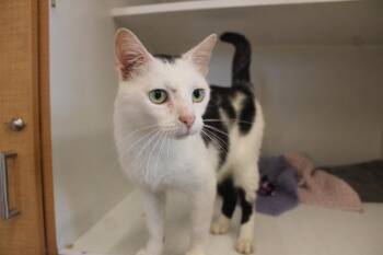 Cornelia Kernelton -  Domestic Short Hair Cat for Adoption in Chestertown, Maryland - Cornelia Kernelton | PetCurious