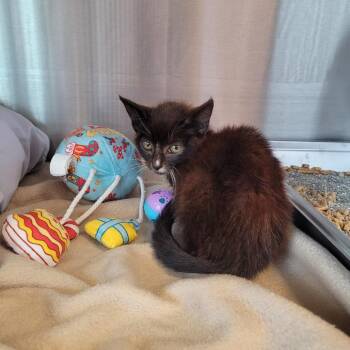 Dusty -  Domestic Short Hair Cat for Adoption in Madisonville, Tennessee - Dusty | PetCurious