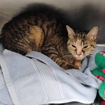 Domestic Short Hair Cats Available for Adoption in Allentown, Pennsylvania - Majesty | PetCurious