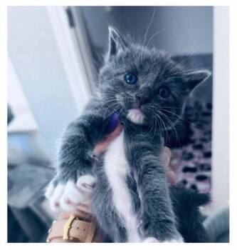 Jack -  Domestic Short Hair and Tuxedo Cat for Adoption in Frisco, Texas - Jack | PetCurious