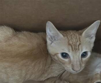 YOKO -  Domestic Short Hair Cat for Adoption in Dallas, Texas - YOKO | PetCurious