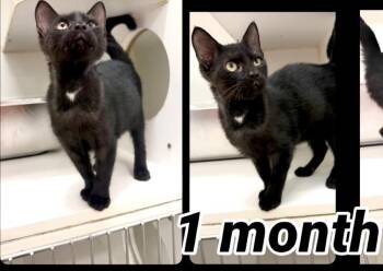 Stormy -  Tabby Cat for Adoption in Maryville, Tennessee - Stormy | PetCurious