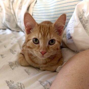 Hamm -  Domestic Short Hair Cat for Adoption in Fishers, Indiana - Hamm | PetCurious