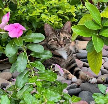American Shorthair Cats Available for Adoption - Poppy | PetCurious